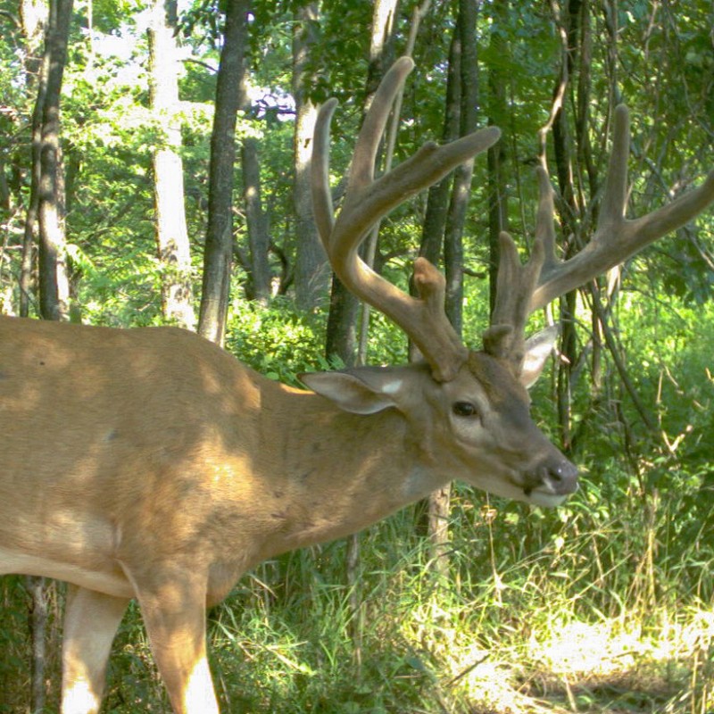 Whitetail Deer Trail Cam