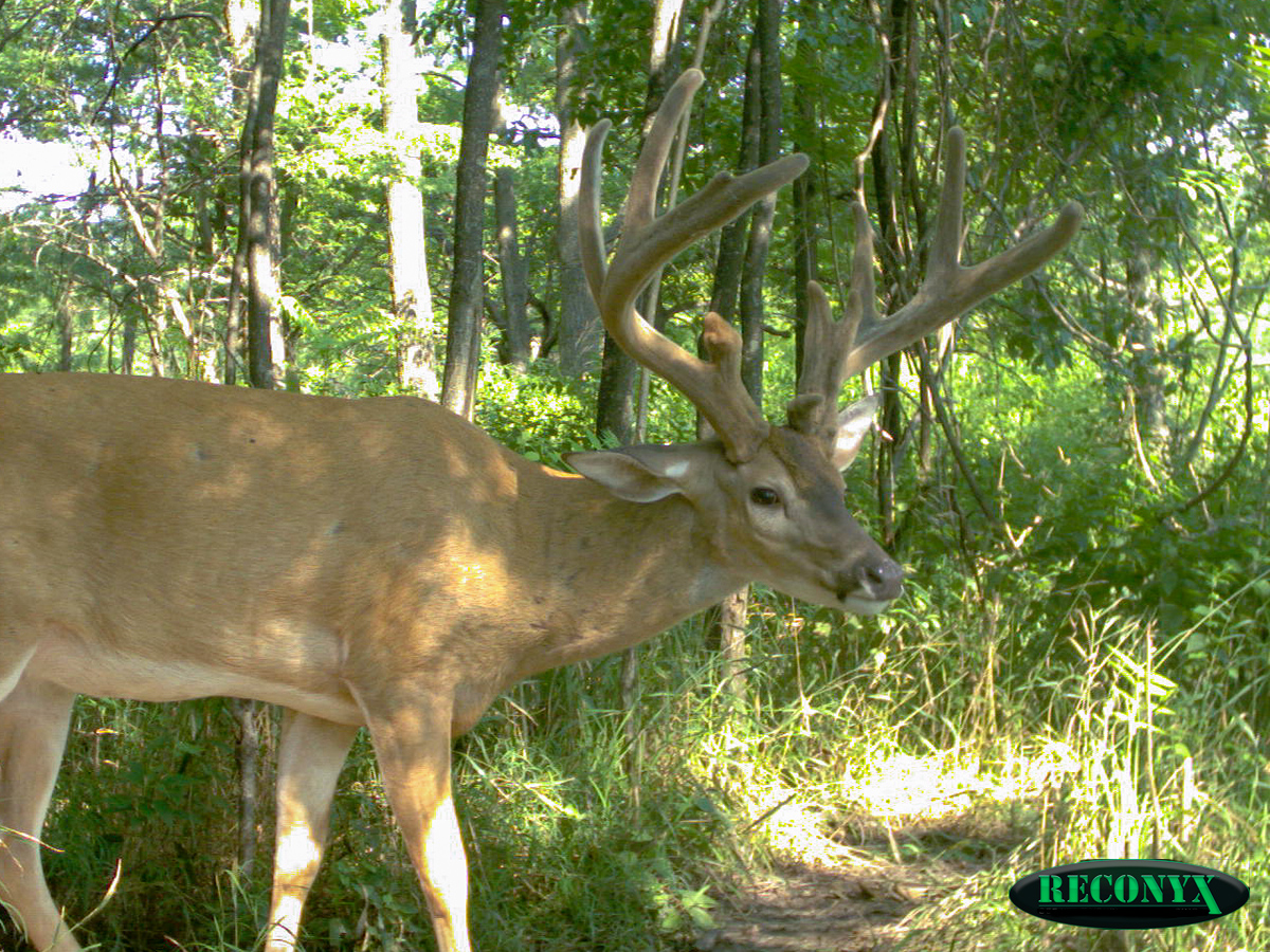 Summer Update from the Illinois Whitetail Capitol