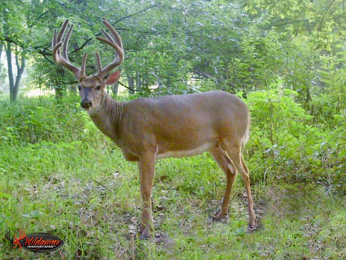 The 2016 Trail Cam Hit List Is Up!