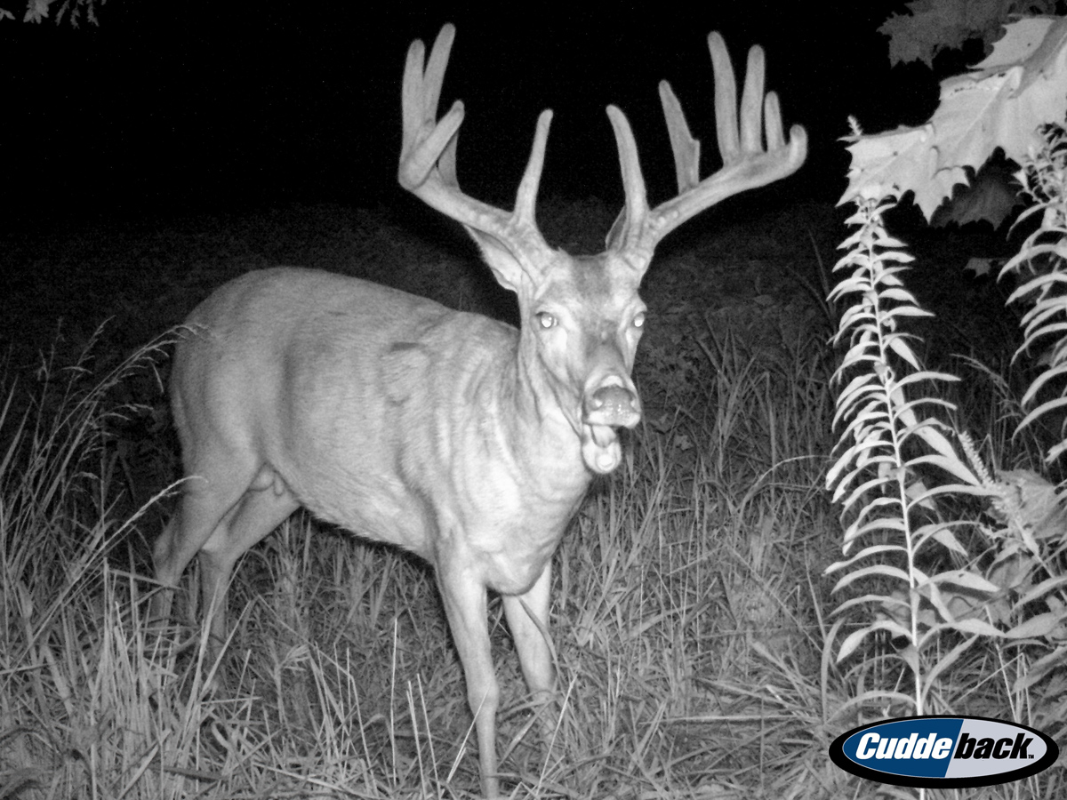 New Deer Updates on the Trail Cam Hit List