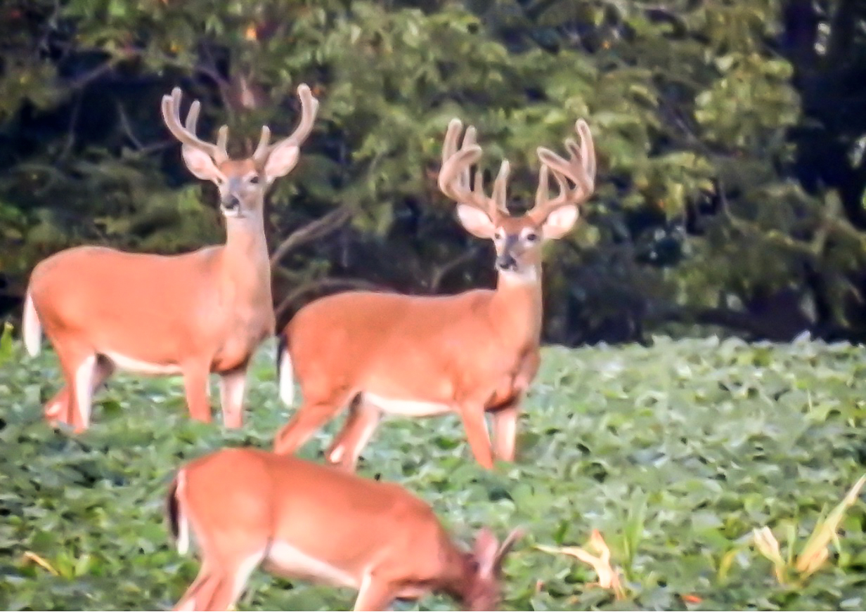 New Video: Our Next 200-Inch Whitetail Buck?