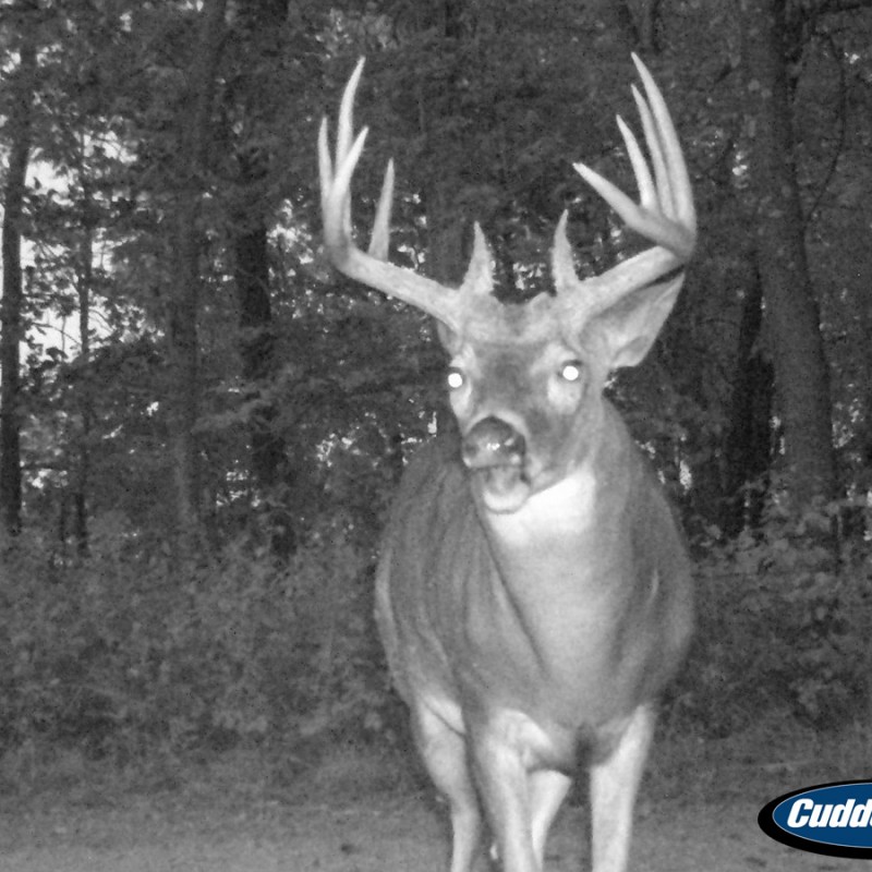Whitetail Hunting Trail Cam