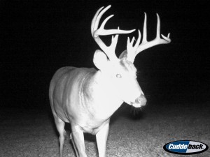 Adams County, Illinois whitetail