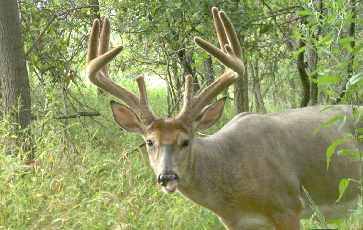 3 Essential Whitetail Calling Strategies