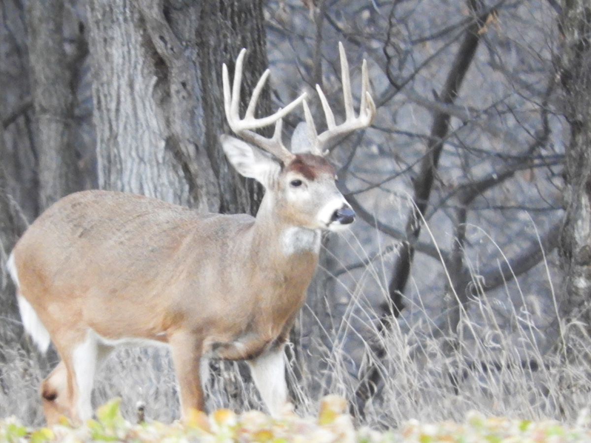 Choosing to Pass – Different Goals for Whitetail Hunters