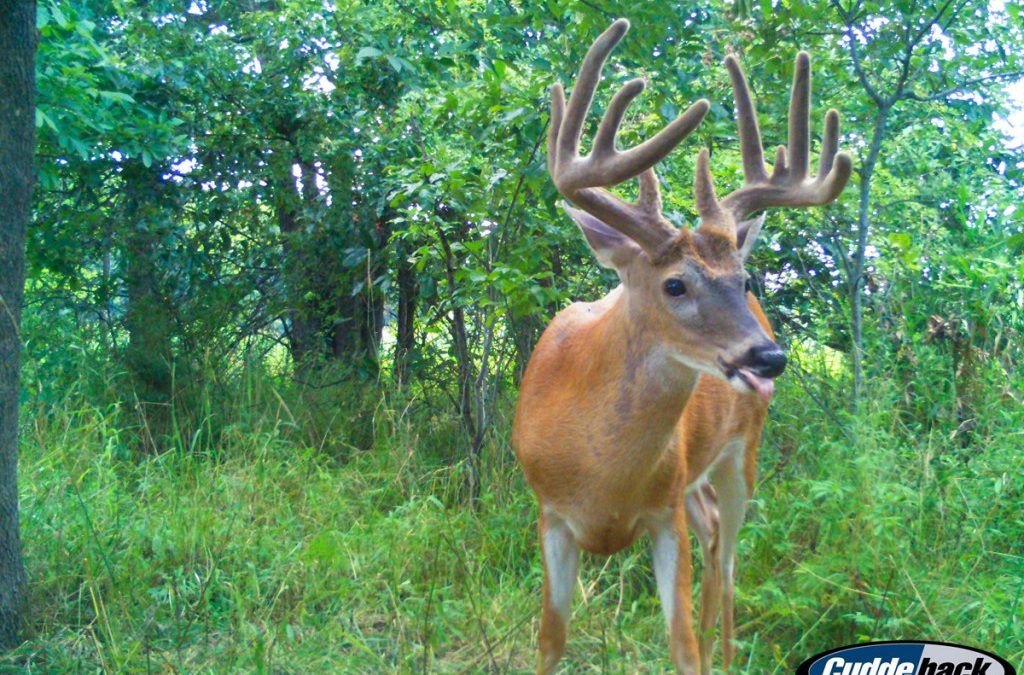 Hadley Creek Managed Whitetail Property for Sale