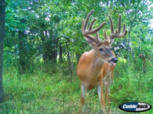 Adams County Whitetail Buck