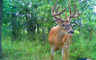 Hadley Creek Managed Whitetail Property for Sale