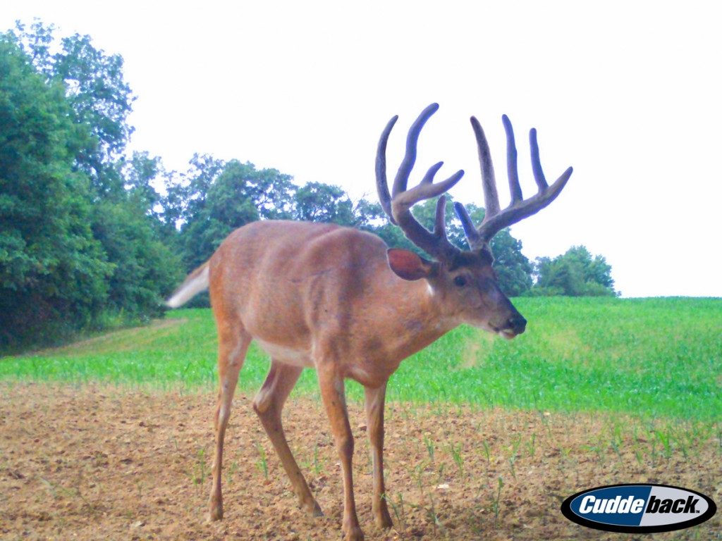 Illinois Whitetail