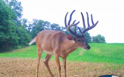 Whitetail Hunting Property for Sale in Adams County