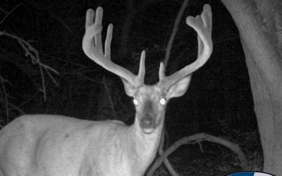 See Our First Trail Cam Photos of 2019