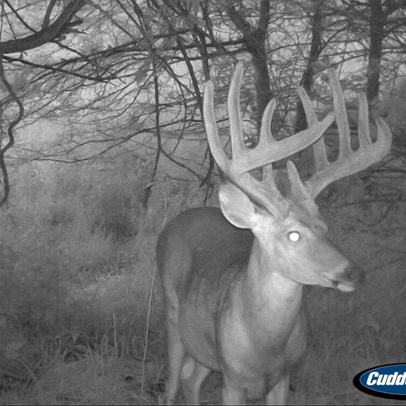 Whitetail Buck in Pike County, IL