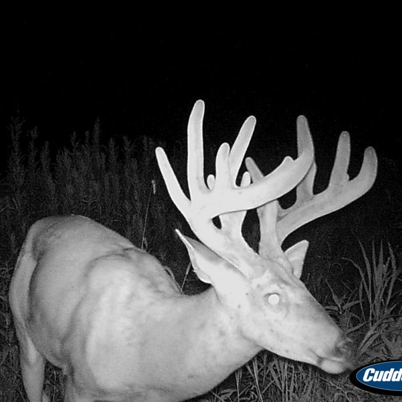 Trail Cam Photo from Hadley Creek Outfitters