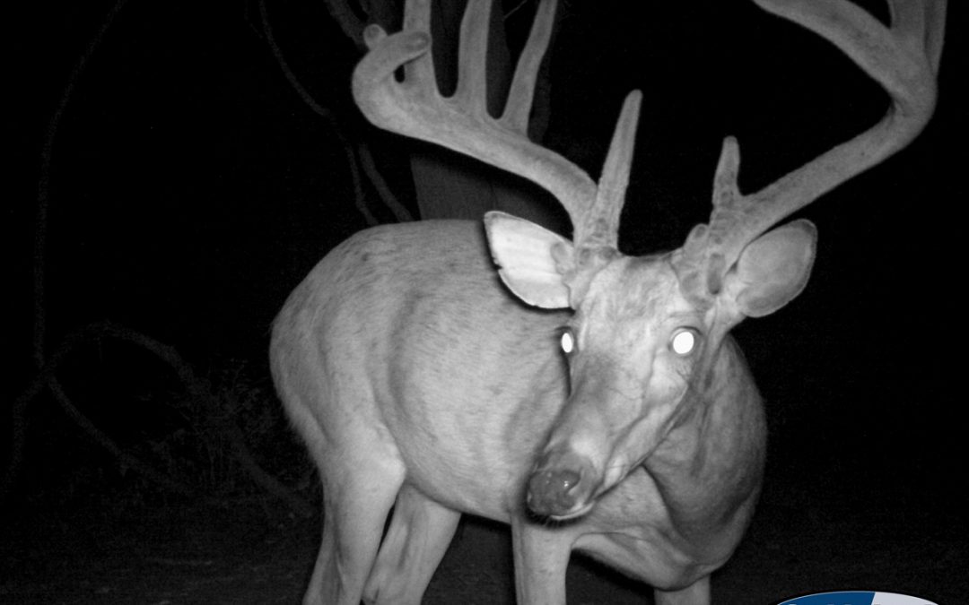 New Trail Cam Photos Raise Excitement for Early Season Hunts
